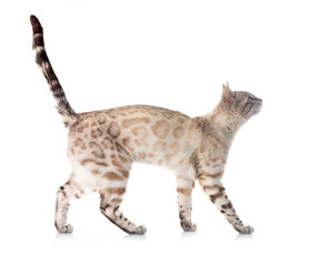 bengal cat in studio