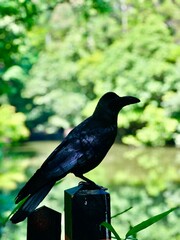 Closeup black raven in the park Japan