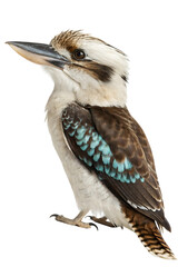 Fototapeta premium Kookaburra Bird On Branch