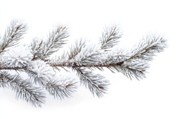 Winter frost pine branch covered in snow cold weather holiday season festive on white background. Generative Ai