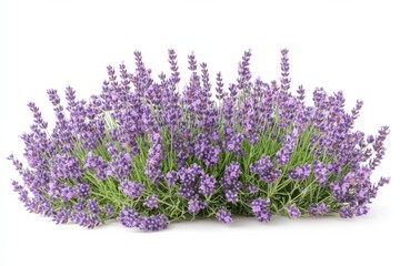Naklejka premium Lavender bush blooms purple freshness garden herb scent flora botany wildflower on white background. Generative Ai