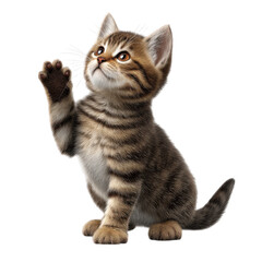 Obraz premium Cute tabby kitten raising paw isolated on transparent