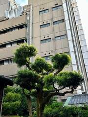 Japan Kyoto cozy street environment tree