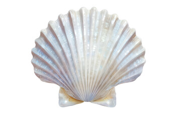 Seashell, Closeup, Seashore