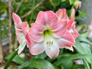 Nature flowers closeup beautiful lilies