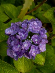 Nature greens after the rain flowers hydrangea closeup