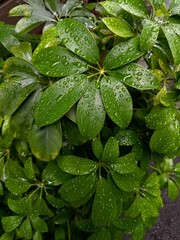 Nature greens after the rain