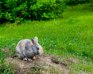 Cute grey rabbit on the green field closeup