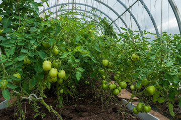 Lots of immature tomatoes hanging on bushes in the greenhouse. Agriculture and gardening concept.