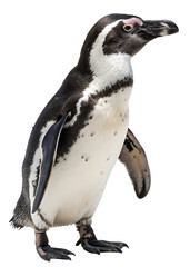 Obraz premium Penguin With Spotted Belly And Pink Mark