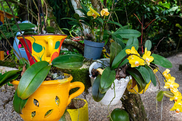 Colorful Orchid Garden in the Dominican Republic