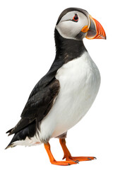Naklejka premium Puffin With Colorful Beak