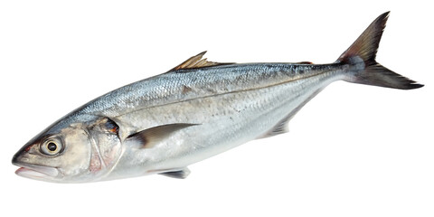 Obraz premium silver fish pointed snout forked tail