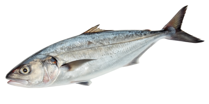 silver fish pointed snout forked tail