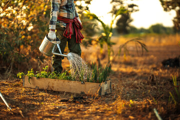 The gardener is watering the potted scallions and coriander.