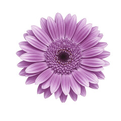 Purple Gerbera Flower Transparent Background Petals Floral Blossom