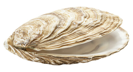 Open Oyster Shell: A detailed close-up of an open oyster shell, showcasing its intricate textures and pearlescent inner surface.  The shell is slightly ajar, revealing the smooth interior.