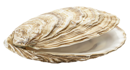 Open Oyster Shell: A detailed close-up of an open oyster shell, showcasing its intricate textures and pearlescent inner surface.  The shell is slightly ajar, revealing the smooth interior.