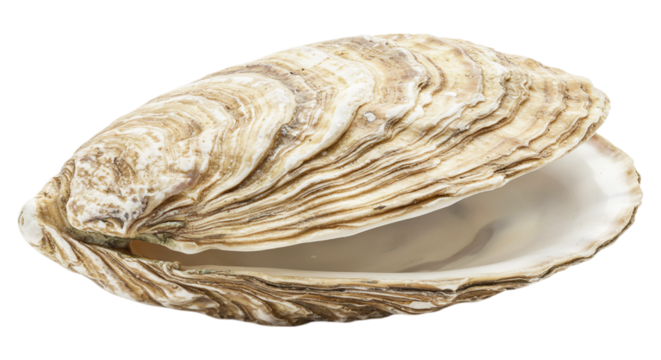 Open Oyster Shell: A detailed close-up of an open oyster shell, showcasing its intricate textures and pearlescent inner surface.  The shell is slightly ajar, revealing the smooth interior.
