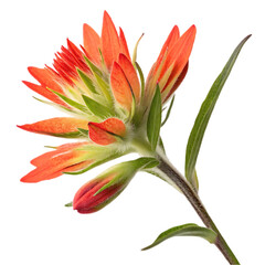 Fototapeta premium Fiery indian paintbrush flower bloom