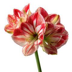 Striking red and white amaryllis flower with green stem isolated on transparent background