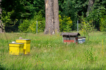 Colorful beehives placed on a meadow near the forest, surrounded by a fence – idyllic rural...