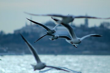 Seagull 