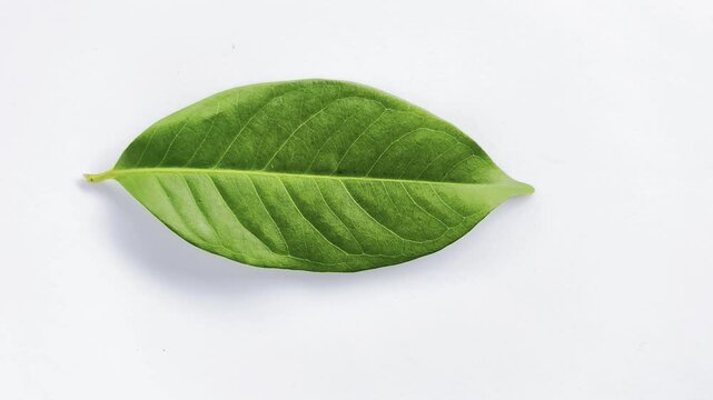 a bay leaf isolated on a white background.