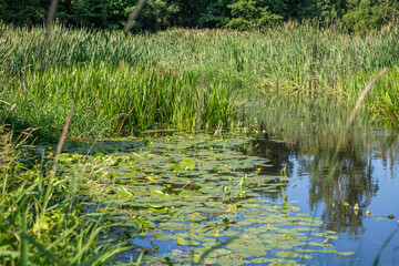 Small river Grabia in central Poland.