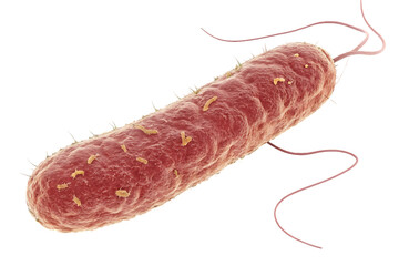 bacillus bacterium with flagella detail