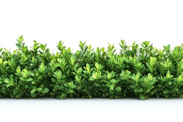Lush Green Hedge Fresh foliage garden beauty landscaping inspiration plants on white background. Generative AI