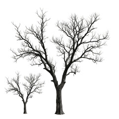 Obraz premium Snowy Winter Trees Illustration Branches Covered White Transparent PNG