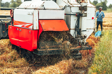 Combine harvesting rice with cutting it in a golden field during early morning light in rural...