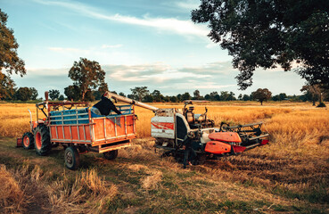 tractor and truck, one with a harvester attachment, work together during sunset in a rice field,...