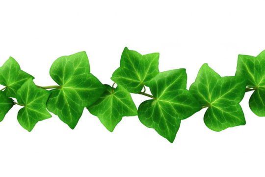 Row of vibrant green ivy leaves