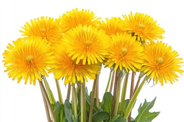Bright Yellow Dandelion Blooms Beauty Nature Spring Freshness Wildflowers Flora on white background. Generative AI