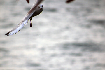 Seagull 