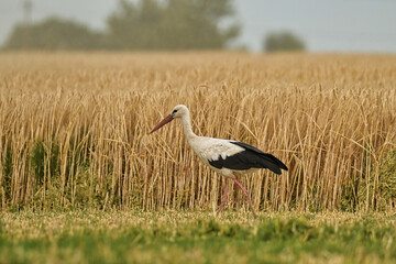Storks in the open field.