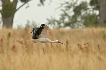 Storks in the open field.