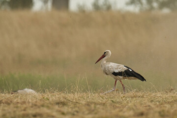 Storks in the open field.