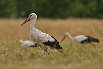 Storks in the open field.