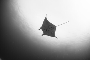 A graceful manta ray swims through the ocean in a striking black and white underwater scene.