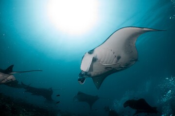 A graceful manta ray glides through the turquoise ocean, illuminated by a sunbeam.