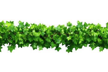 Lush green ivy garland against black