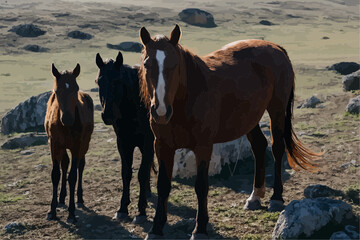 Obraz premium two horses on the meadow