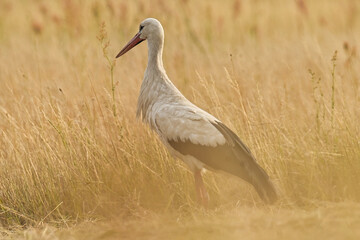 Storks in the open field.