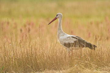 Storks in the open field.