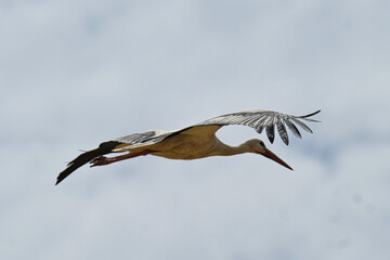 Obraz premium Storks in the open field.