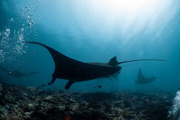 A graceful manta ray glides through the turquoise waters of a tropical reef.