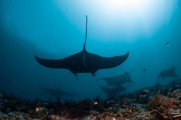 A graceful manta ray glides through the turquoise ocean, surrounded by smaller fish.